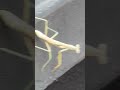 Mantis Action #bug #lawn #prayingmantis #80smusic