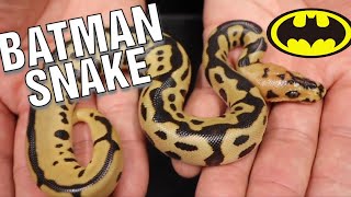 BATMAN BALL PYTHON CLUTCH AND MORE HATCHLINGS - YouTube