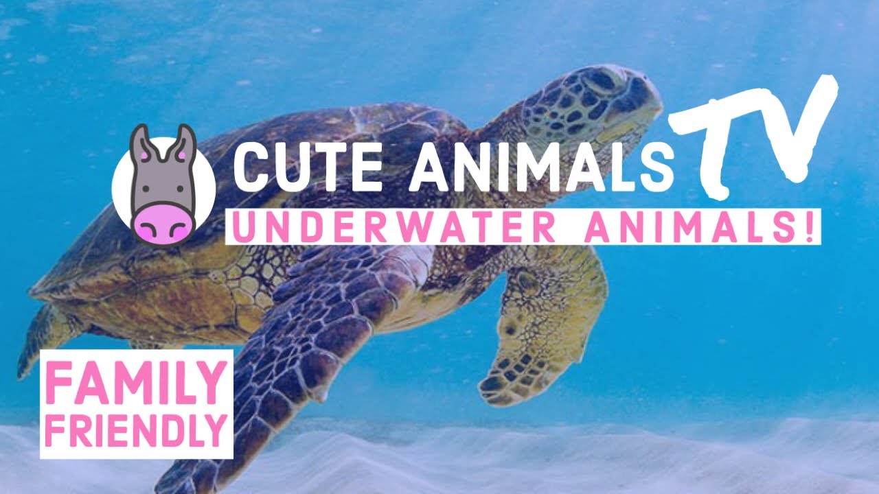 Cute Sea Creatures Cute Animals - YouTube