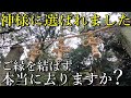 ※古代祭祀一族信仰発祥の地  神霊とのご縁結びで人生が激変します!【大阪府東大阪市出雲井町 枚岡神社】【祭神:天児屋根命 比売御神 経津主命 武甕槌命】