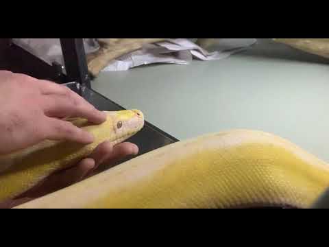 Massaging Reticulated Python Pt2