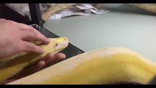 Massaging Reticulated Python Pt2
