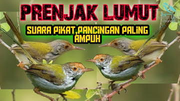 SUARA PRENJAK LUMUT,LANCUR,PRENJAK BAWAH DIALAM LIAR,JAMIN LANGSUNG NYAUT