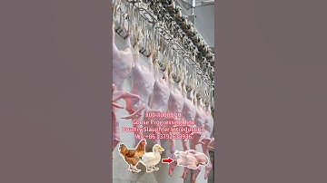 500-15000BPH Goose Process Slaughter Line - Automation poultry plucker stainless steel