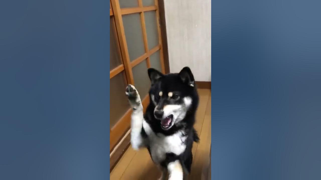 キレ気味にしゃべる犬 ごはん Youtube