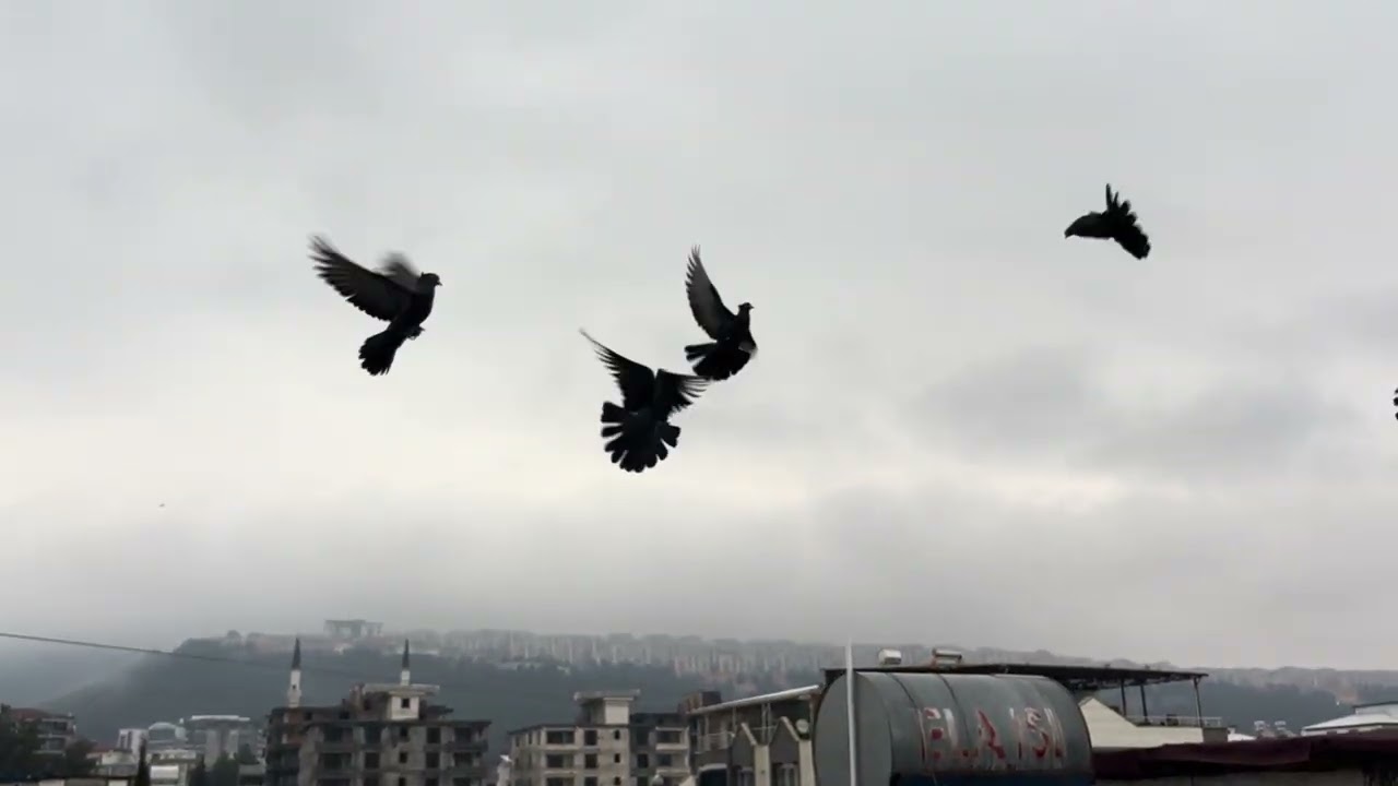 Dört gözle beklediğimiz kuşlarımız yumurtamdan çıkmaya başladı güvercinlerdeki son durumlar 