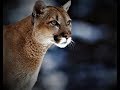 Mountain Lion/Cougar as a Totem: Personality Characteristics and Life-Path Challenges