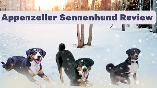 🏔️ Appenzeller Sennenhund Unleashed: Exploring Mountain Dog Majesty! 🐾 Top Facts 🌟