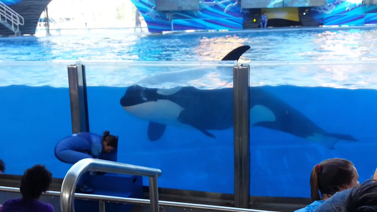 Sea World Splash - YouTube