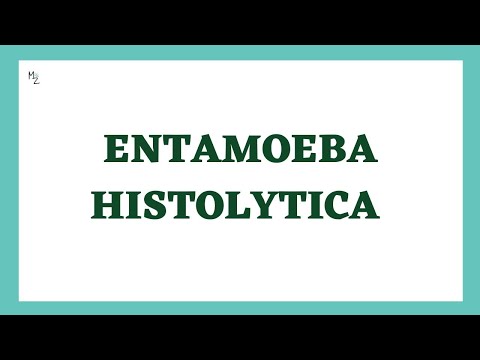 Entamoeba histolytica life cycle | morphology | Laboratory diagnosis | full explained | medzukhruf