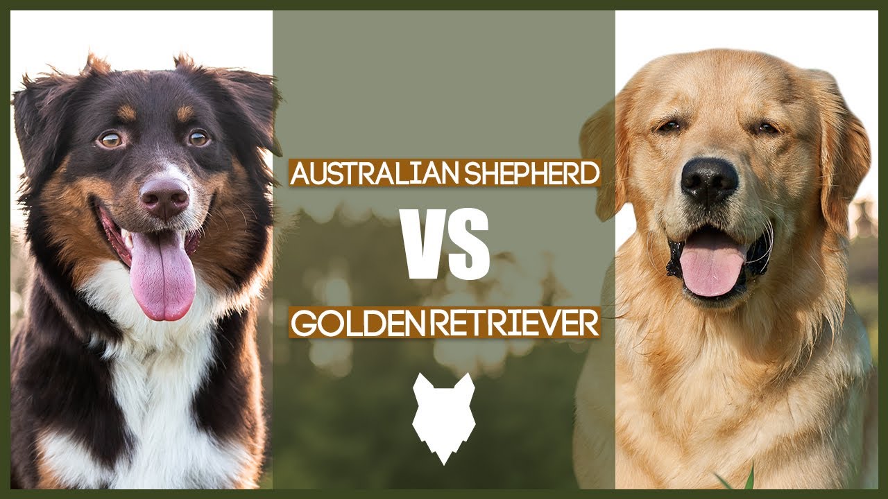 Golden Retriever vs Border Collie Breed Comparison