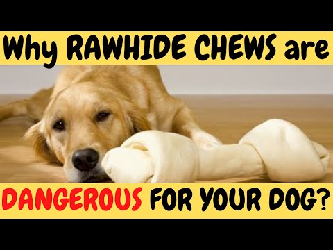 Video: Bolelo to psím ďasům, aby mu daly Rawhide Rolls na žvýkání?