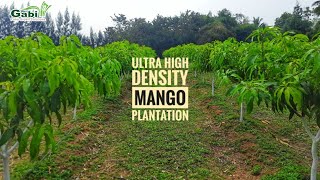 Ultra High Density Mango Plantation