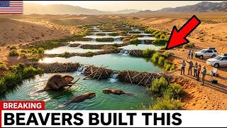 Nevada Let 5 Beavers Walk Into a Dead Desert — What They Did With Mud and Sticks Was Unbelievable