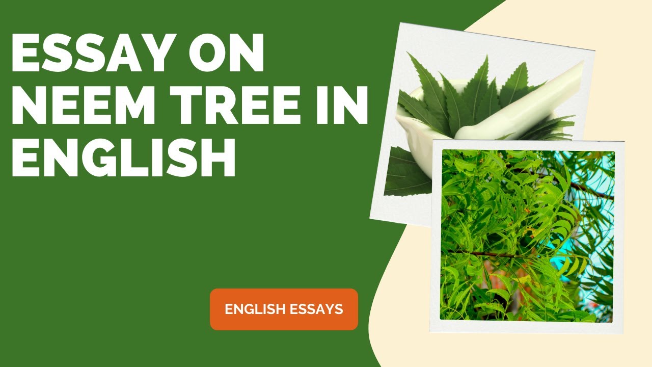 the essay of neem tree