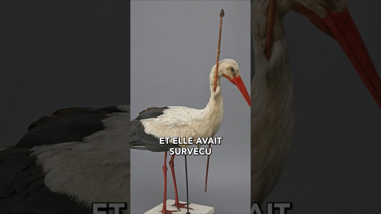 étourneaux migration - Présentation vidéo