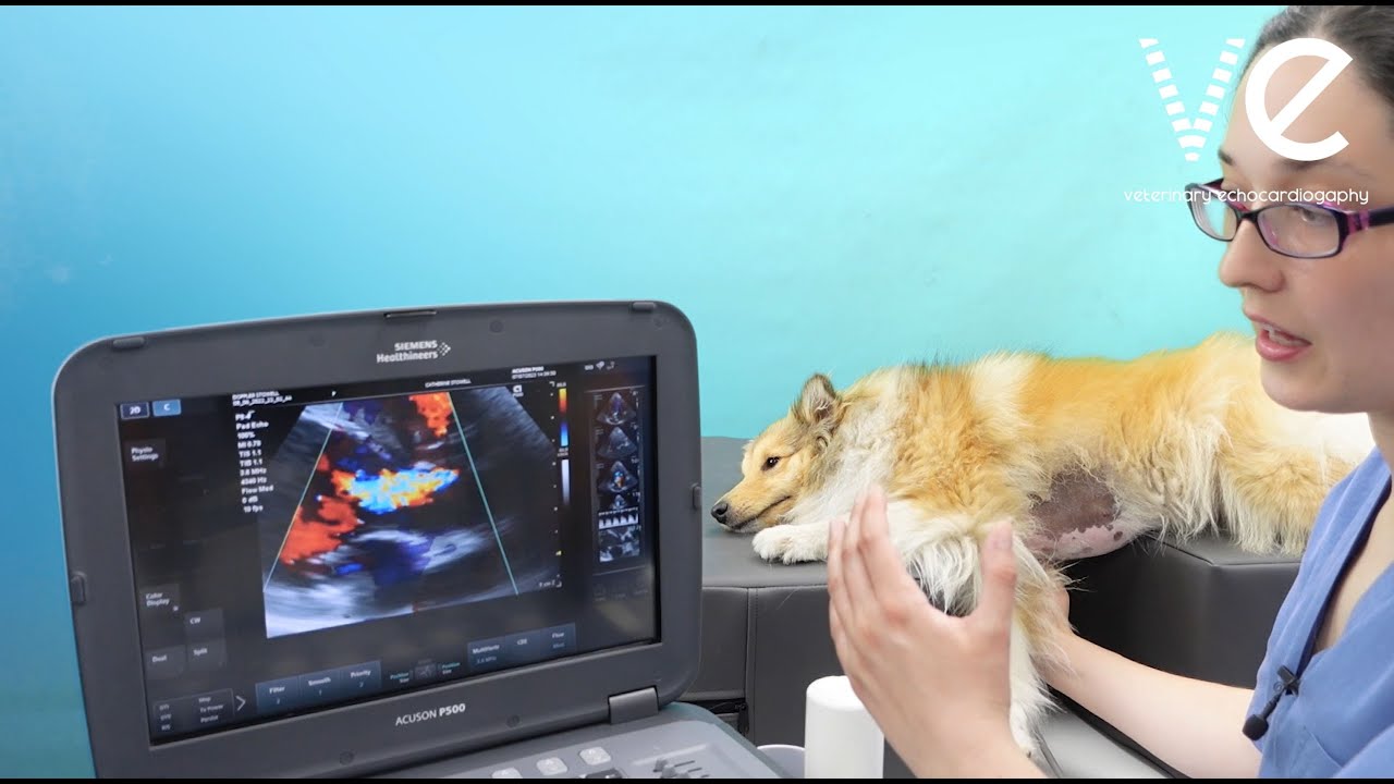 Two Doppler methods to assess the severity of aortic regurgitation