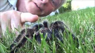 Bob & His Curlyhair Tarantula