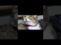 #ねこのいる暮らし #はなちゃん #cat #cute #Hana-chan