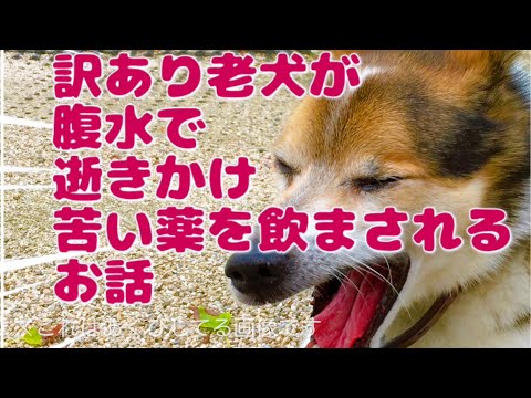 訳あり老犬が腹水で逝きかけ苦い薬を飲まされるお話