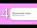 § 2. Эпителиальная и мышечная ткани