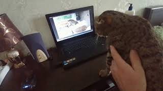 Когда кот начал смотрел видео то начал возмущаться.