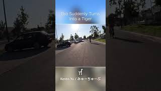 Highlights: Bro Suddenly Turns Into a Tiger