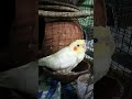 My New little cutie pie family member #birds #video #lovebirds #talkingparot #parrot #parrot