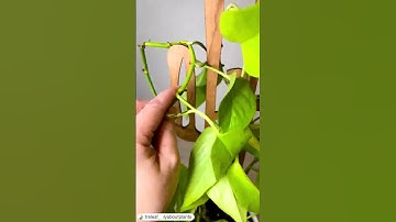 Cactrella Trellis making the plant look supercool!🌿💚