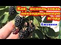 Как переработать ягоду ежевики и приготовить вкусный напиток.