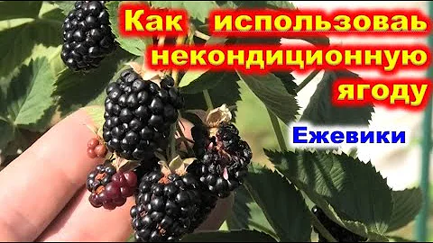 Как переработать ягоду ежевики и приготовить вкусный напиток.