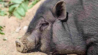 Common Pig Illnesses | Pet Pigs