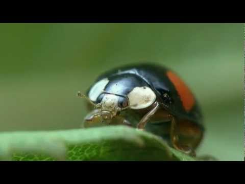 Coccinellidae / Uğurböcekleri