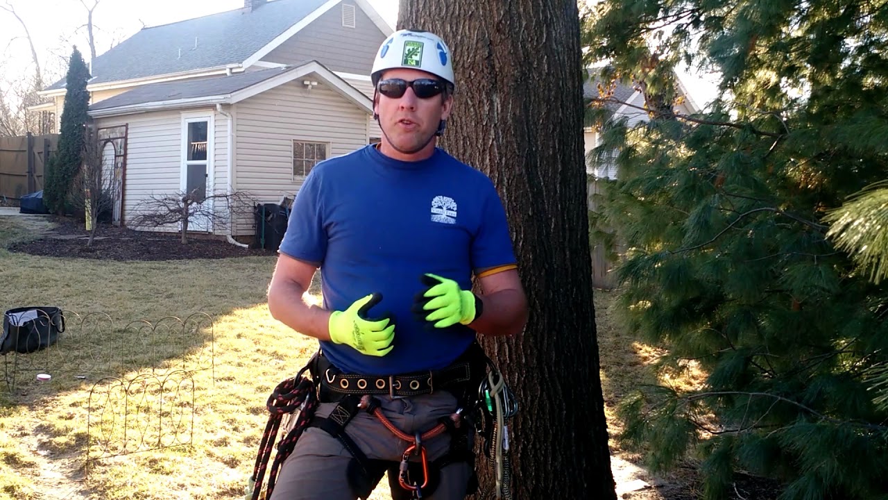 When is the best time of year to prune my trees? - YouTube
