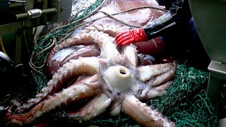 An Octopus Eats Itself to Raise Its Offspring