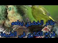 طائر الكناري في الطبيعة بالمغرب 🇲🇦 هل هي طريقة ناجحة ؟؟؟؟ Verdier d'Europe🦜🦜🦜🦜#chardonneret