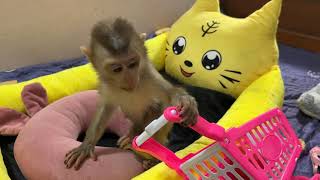 愛らしい赤ちゃん猿がおもちゃで遊んでいます。 by lucky Star 212 views 2 months ago 42 seconds