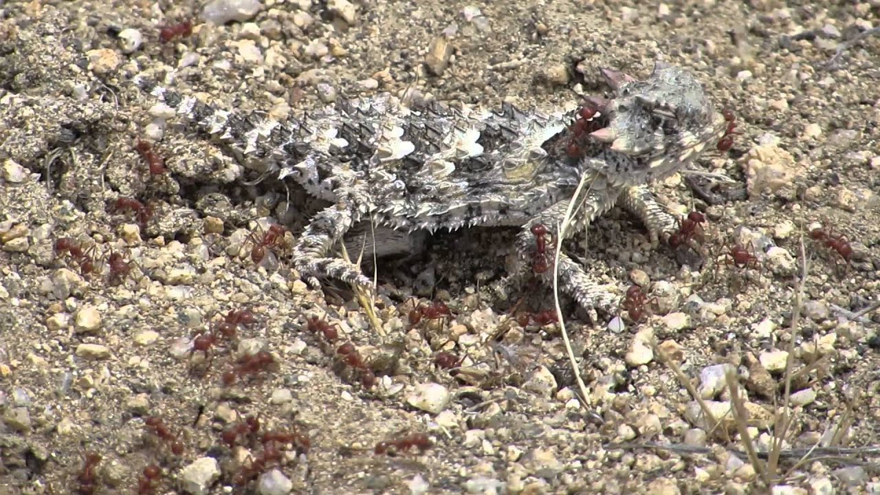 MVI 2090 Coast Horned Lizard, Phrynosoma coronatum