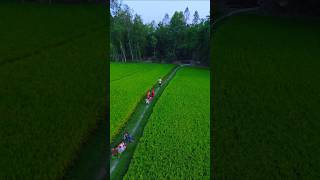 Village Cinematic drone shorts #cinematic #shorts