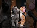 POV : Podcast Kucing #podcast #kucing #cat #fyp #catvideos