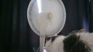 Curious cat probes fan