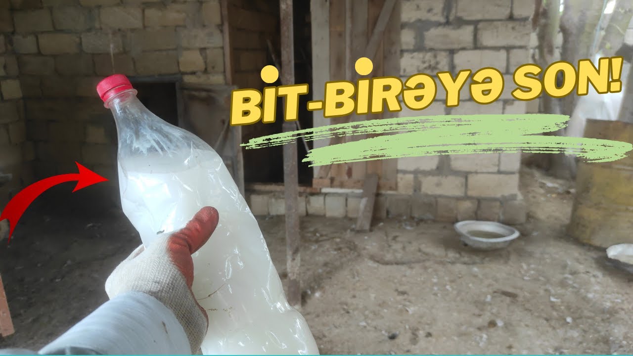 Toyuqlarda bit-birəyə SON!