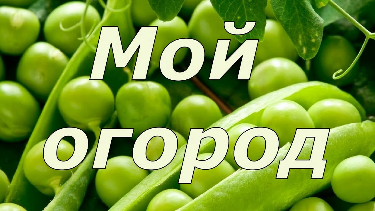 224. Мой огород. Обо всем понемногу