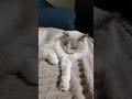 прв на