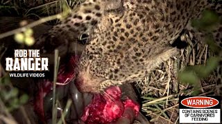 Leopards Meet Up At A Warthog Feast