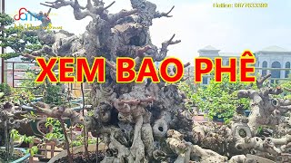 Lột trơ dăm nhìn dàn cây đẳng cấp thuộc hàng hiếm tại Bắc Ninh ai xem cũng sẽ p