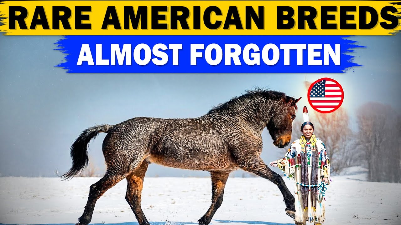 13 РЕДКИХ пород лошадей американского происхождения, о которых вы не знаете!