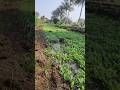मेथी आणि टमाटो जमतय का.. #methi #tamatar #tomato #shorts #ytshorts
