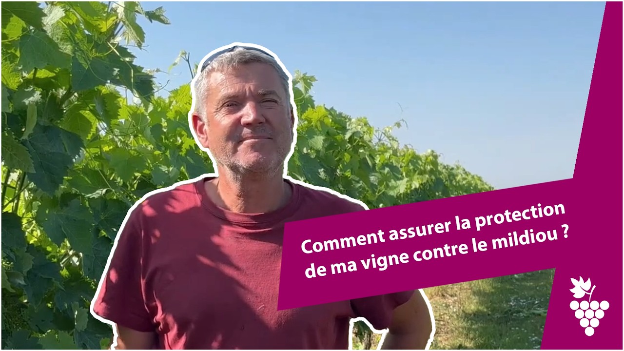 Comment protéger sa vigne contre le mildiou ? | Témoignage d'un viticulteur à Cognac – Épisode 1