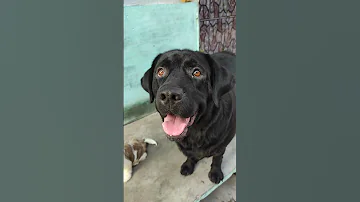 Cocojiyansh Entertainment Funnydog Comdeyclub Viralshort Video 